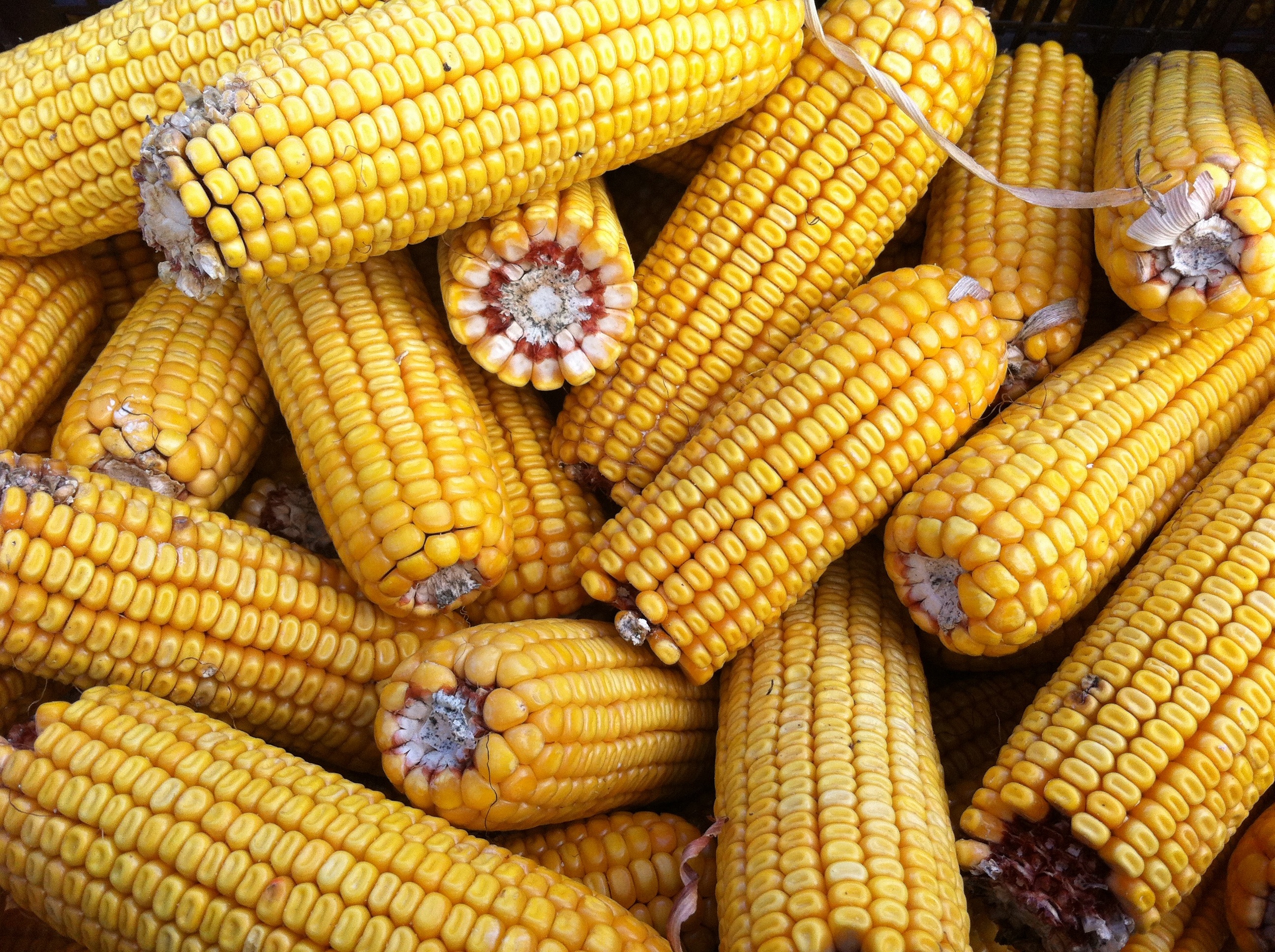 corn-farm-29-wallpaper-background-hd